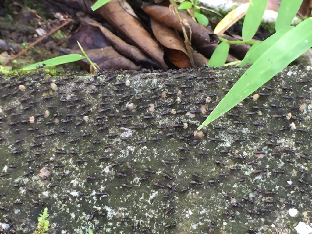 Brunei Tasek Lama Recreational Park bugs