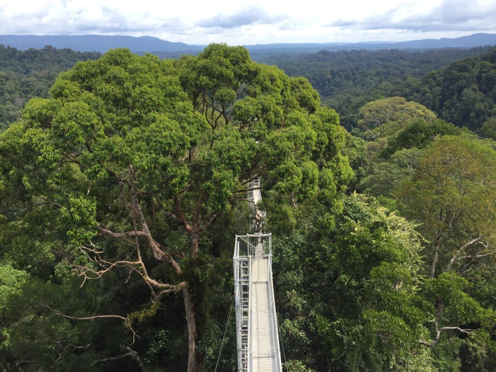 Brunei Ulu Temburong Canopy walk