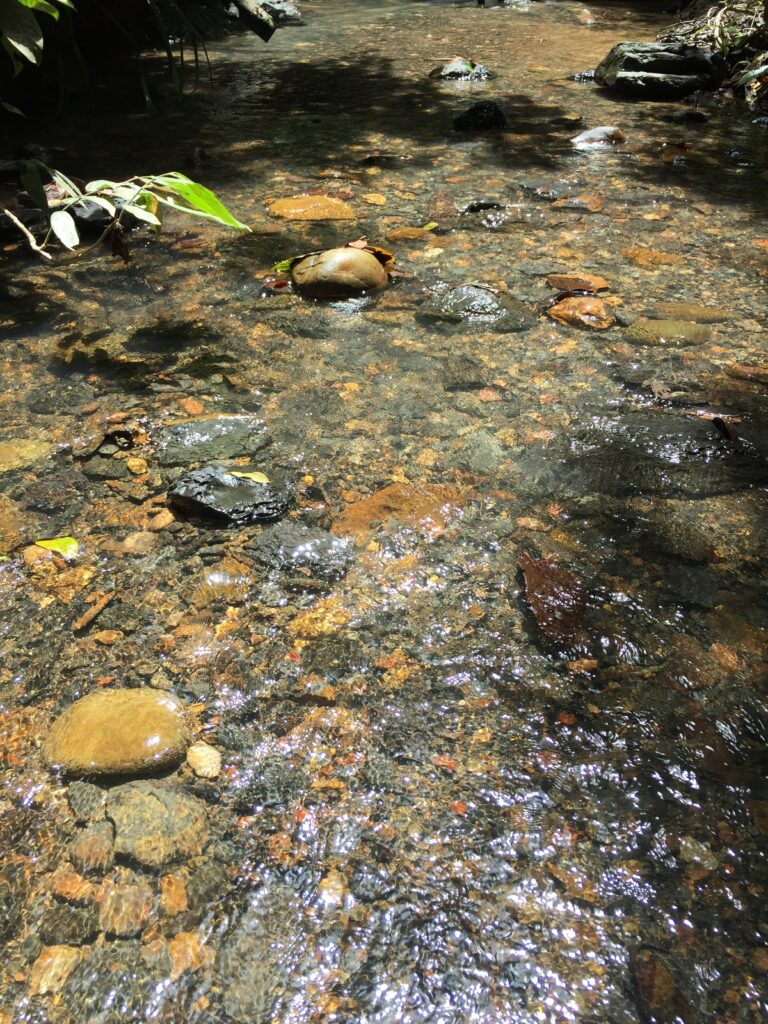 Brunei Ulu Temburong Creek