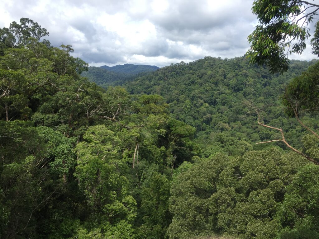 Brunei Ulu Temburong forest view