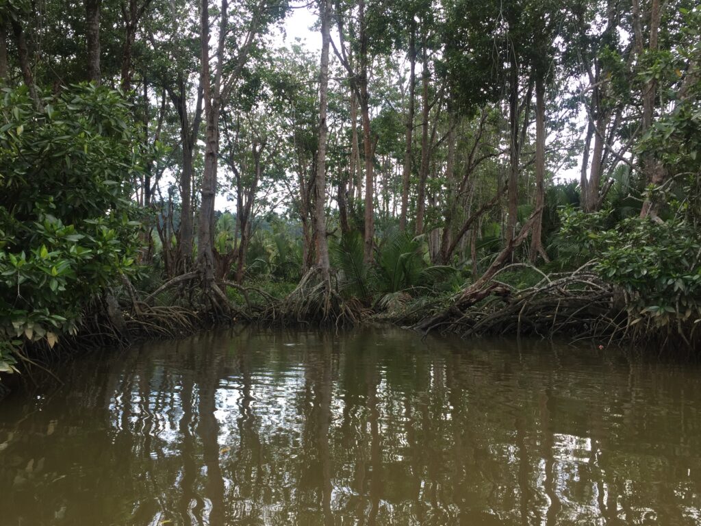 Brunei mangroves